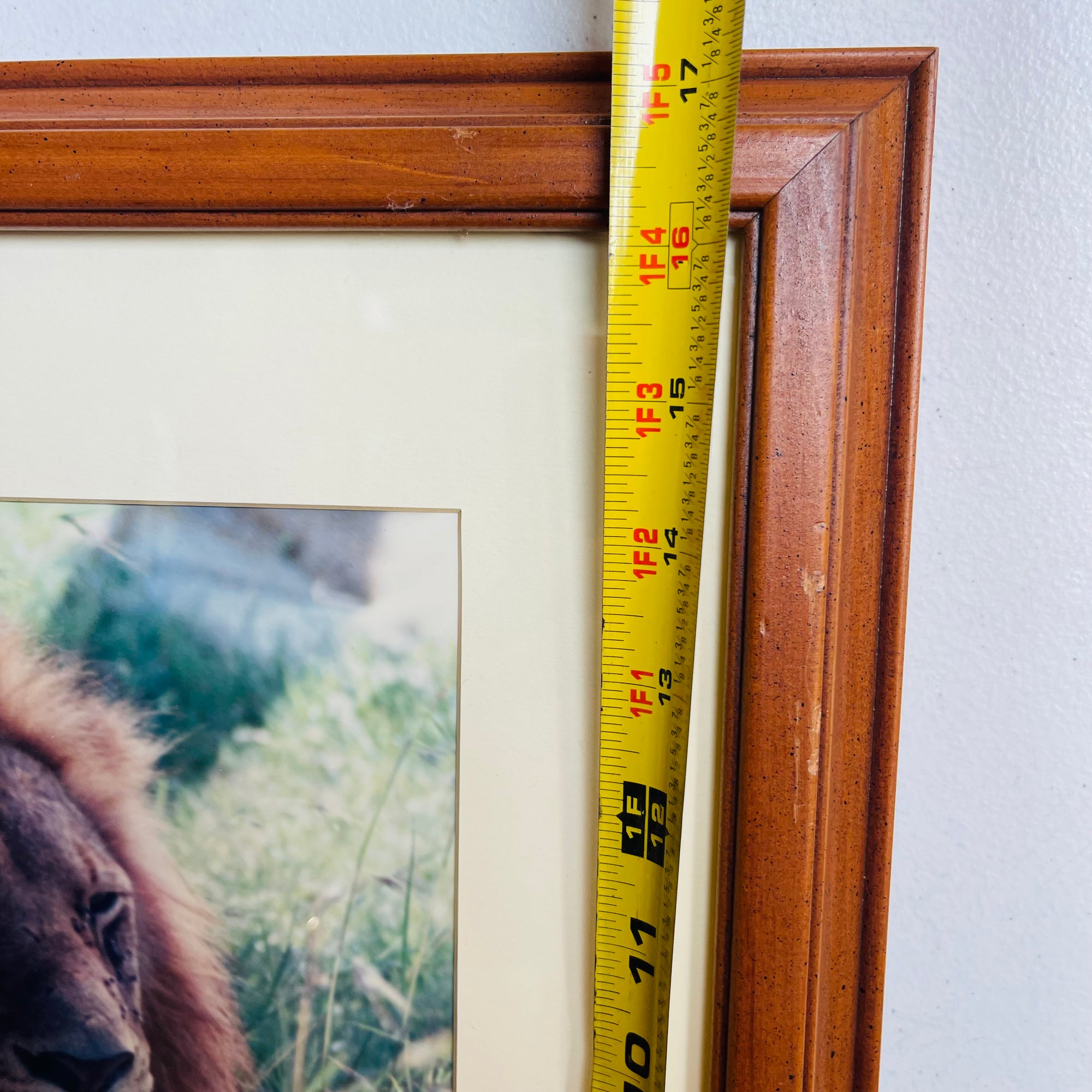 Lion Safari Wall Art Decor