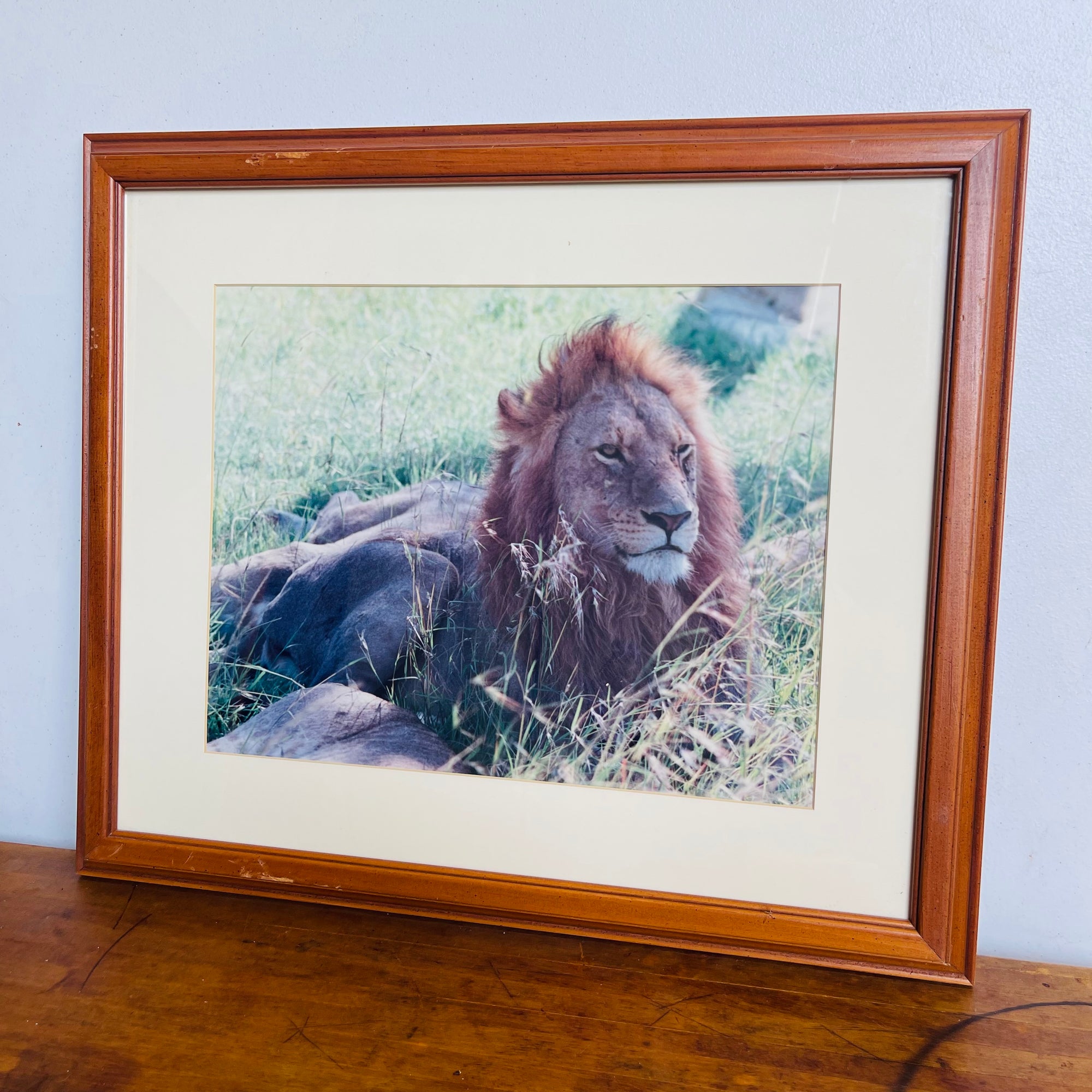 Lion Safari Wall Art Decor