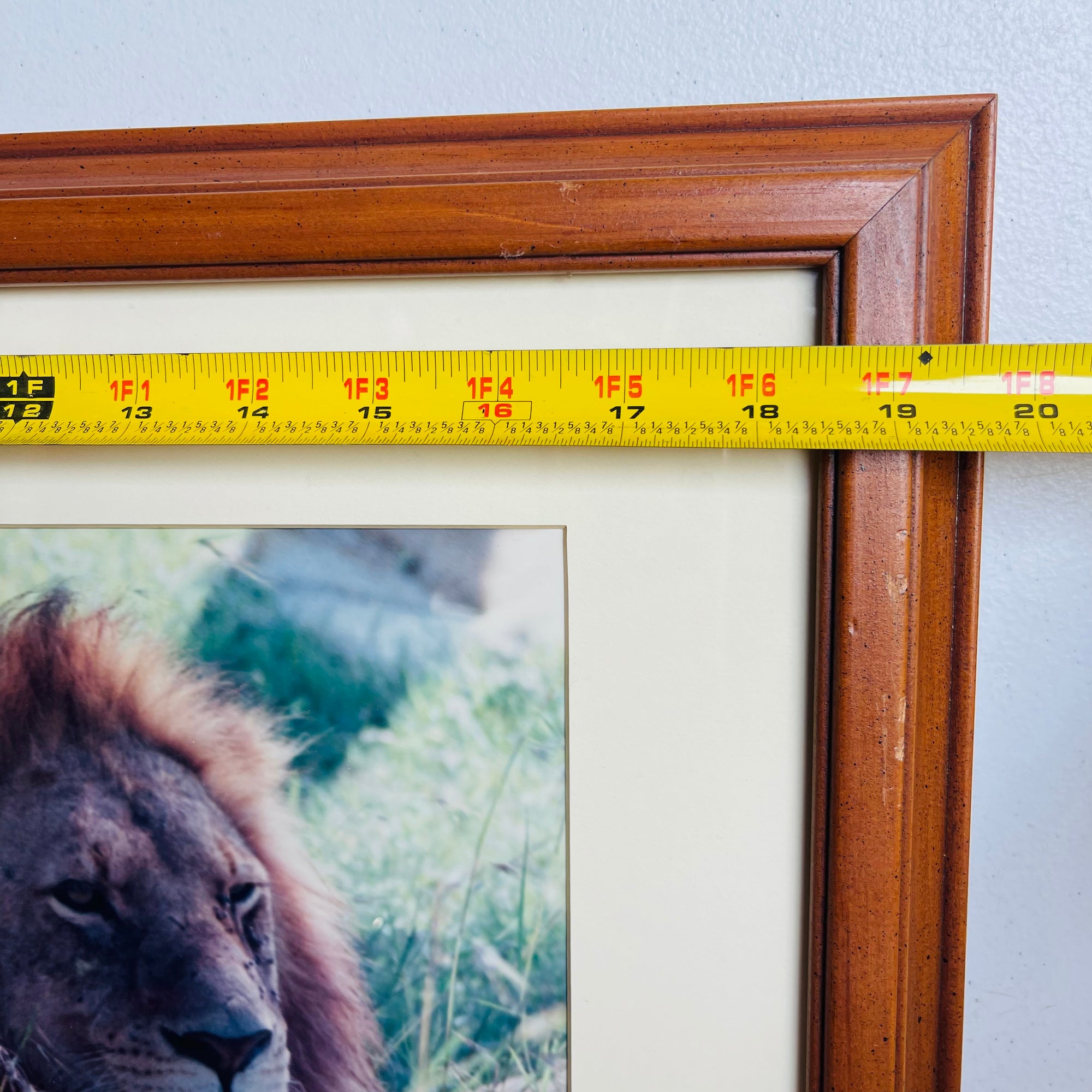 Lion Safari Wall Art Decor